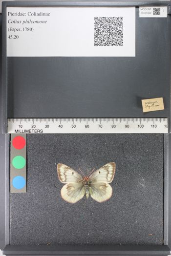 Media type: image;   Entomology 125362